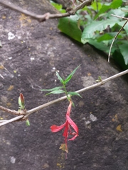Anisacanthus