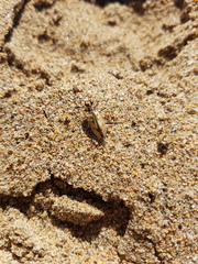 Cicindelina
