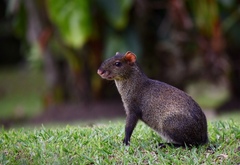 Central American Agouti photo 2