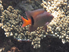 Plectroglyphidodon dickii