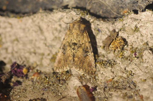 Properigea suffusa photo 5