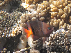 Plectroglyphidodon dickii