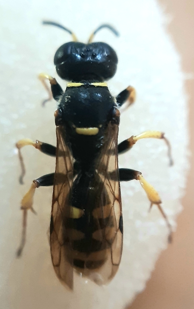 Ectemnius rubicola