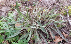 Senecio prenanthoides