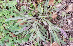 Senecio prenanthoides