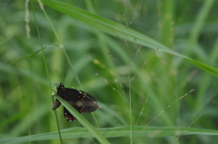 Papilio menatius victorinus
