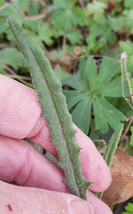 Senecio prenanthoides