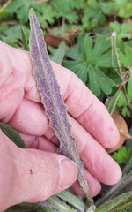 Senecio prenanthoides