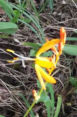 Crocosmia aurea