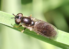 Pyrophaena rosarum