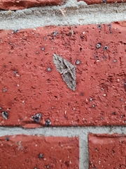 Syneora fractata