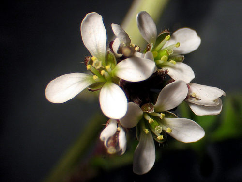 Cardamine hirsuta