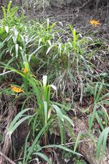 Crocosmia aurea