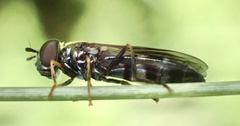 Pyrophaena rosarum