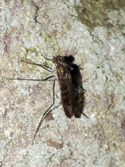 Liancalus virens