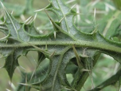 Echinops orientalis