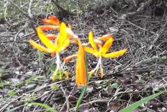 Crocosmia aurea