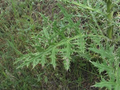 Echinops orientalis