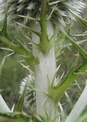 Echinops orientalis
