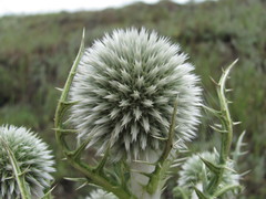 Echinops orientalis