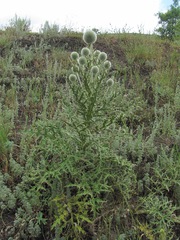 Echinops orientalis