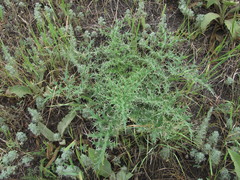 Echinops orientalis