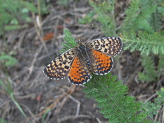 Melitaea interrupta