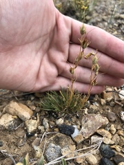 Penstemon laricifolius