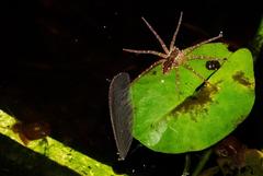 Nilus
