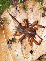 Callobius claustrarius