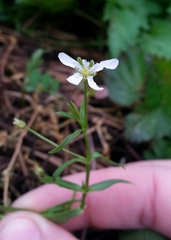 Arenaria paludicola