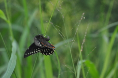 Papilio menatius victorinus