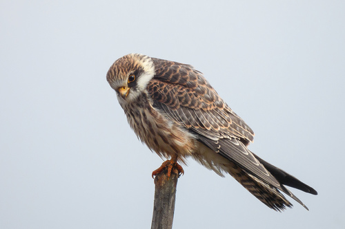 Red-footed Falcon