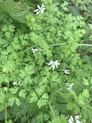 Fumaria parviflora