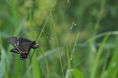 Papilio menatius victorinus