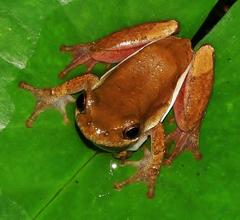 Hyperolius marmoratus marmoratus