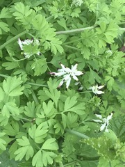 Fumaria parviflora