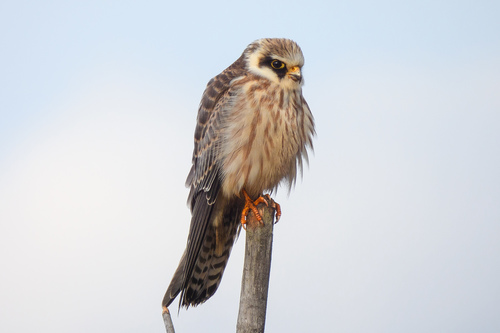 Red-footed Falcon