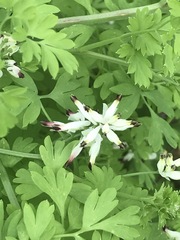 Fumaria parviflora