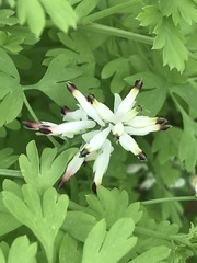 Fumaria parviflora