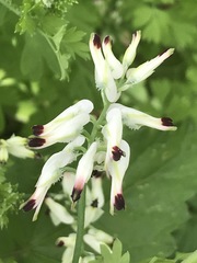 Fumaria parviflora