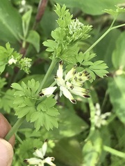 Fumaria parviflora