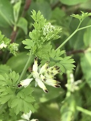 Fumaria parviflora