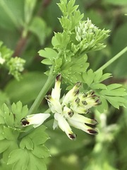 Fumaria parviflora