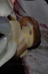 Natalina cafra cafra