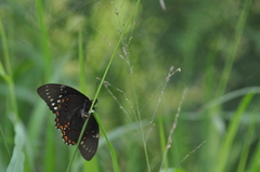 Papilio menatius victorinus