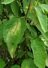 Triumfetta pilosa tomentosa