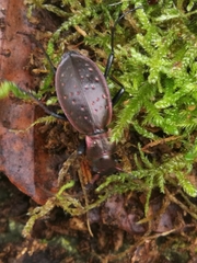 Carabus irregularis