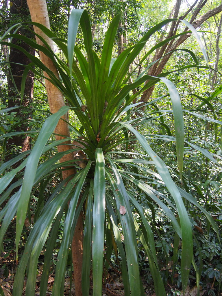 Dracaena jayniana (Jaynes Dragon Tree)