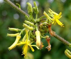 Triumfetta pilosa tomentosa